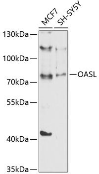 OASL antibody