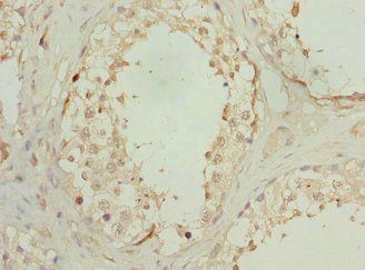 OAZ1 Antibody