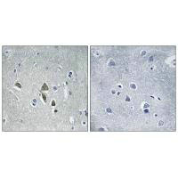 OAZ1 Antibody