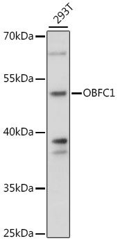 OBFC1 antibody