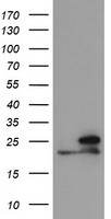 OBFC2B (NABP2) antibody