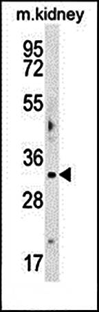 OBFC2B antibody