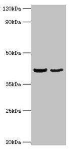 Obg-like ATPase 1 antibody