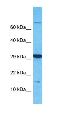 OBP2B antibody