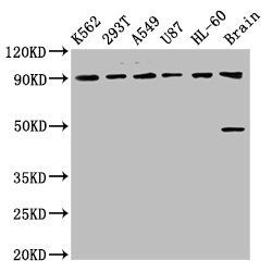 OCA2 antibody