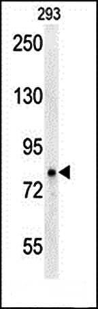 OCA2 antibody