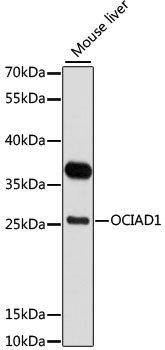OCIAD1 antibody