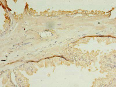 OCIAD1 antibody