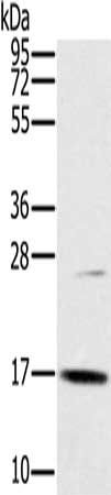 OCIAD2 Antibody