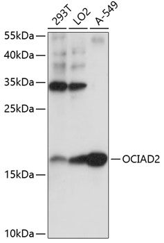 OCIAD2 antibody