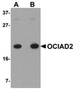 OCIAD2 Antibody