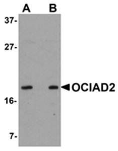 OCIAD2 Antibody