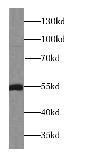 OCT2 antibody