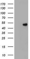 Oct4 (POU5F1) antibody