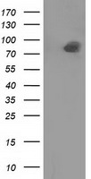 Oct4 (POU5F1) antibody