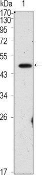 04-Oct Antibody