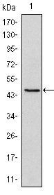 OCT4 Antibody