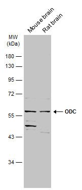 ODC Rabbit Polyclonal Antibody