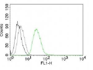 Ornithine Decarboxylase-1 (ODC-1) Antibody