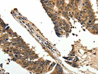 ODC1 antibody