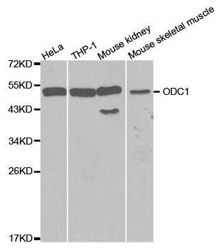 ODC1 antibody