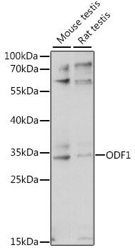 ODF1 antibody
