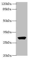 ODF3L1 antibody