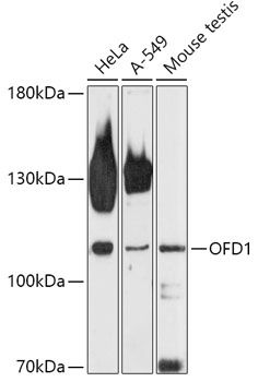 OFD1 antibody