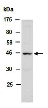 OGG1 antibody