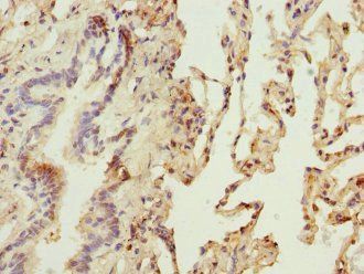 OGN Antibody