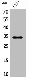 OGN Antibody