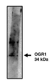 Rabbit anti Human OGR1/GPR68