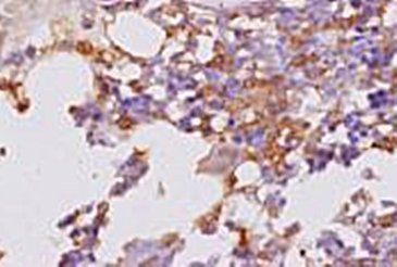 OIF Rabbit Polyclonal Antibody