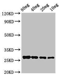 OLE9 Antibody