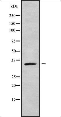 Olfactory receptor 2A42 antibody