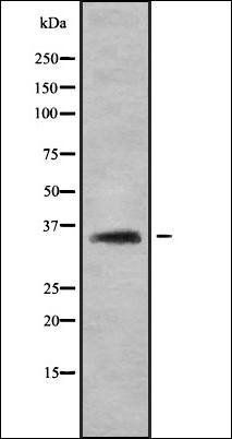 Olfactory receptor 2C3 antibody