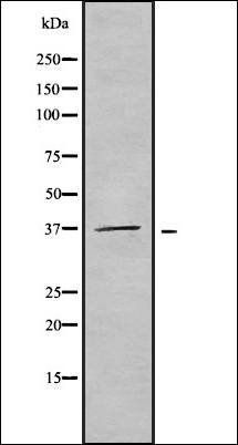 Olfactory receptor 51F2 antibody