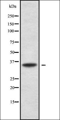 Olfactory receptor 5B12 antibody