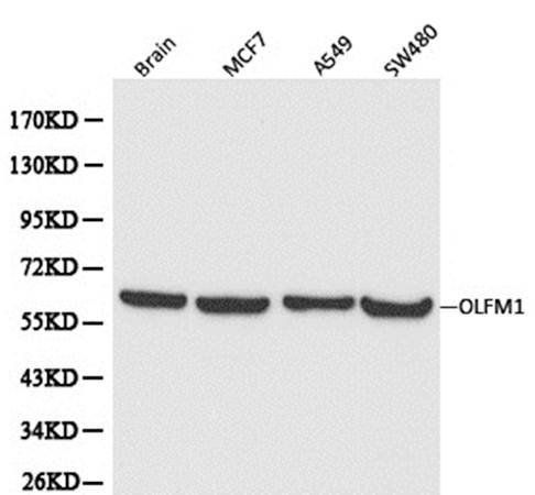 OLFM1 antibody