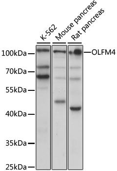 OLFM4 antibody