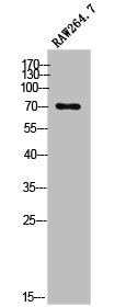 OLFML2A Antibody