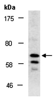 OLFML2A antibody