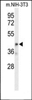 OLFML3 antibody