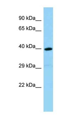 Olfr1386 antibody