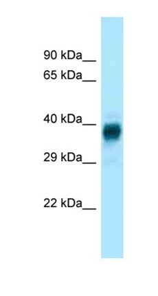Olfr329-ps antibody