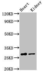 OLIG1 Antibody