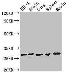 OLIG1 antibody