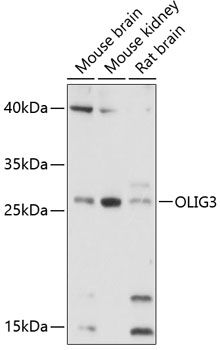 OLIG3 antibody