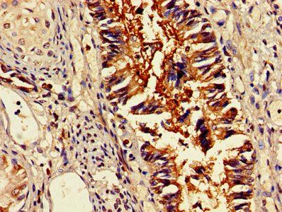 OMA1 Antibody