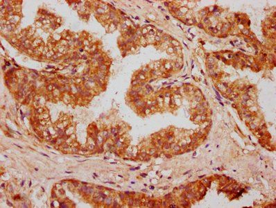 OMD Antibody